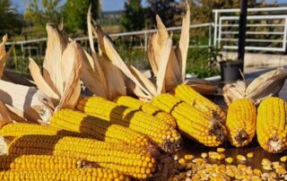 SeneCura dom za starije